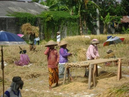 Seka (group) that harvests rice