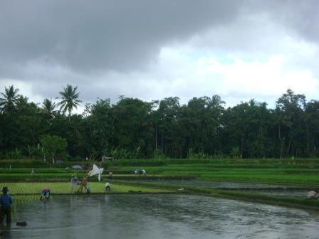 rain on the paddy fields